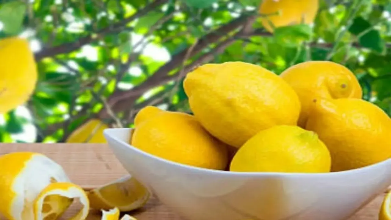 Make Your Own Limoncello – Artisanal Distillery Experience in Rome